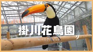 【vlog】掛川花鳥園に行ってきた [upl. by Annawik]