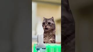 Dieser eine Schüler in Chemie😂🧪 katzenvideos katze lustig schule shorts [upl. by Stoffel360]