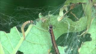 Ailanthus webworms feeding [upl. by Noicpecnoc564]