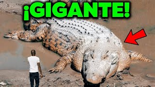 TOP 10 ANIMALES Más Grandes De Su ESPECIE 🐠 [upl. by Fellner710]