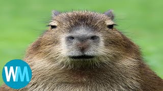 Top 5 Capybara [upl. by Eiramrefinnej]