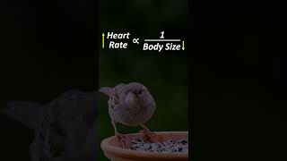 Big Bodies have Slower Heart Rates shorts amazingfacts ignitedminds [upl. by Lon]