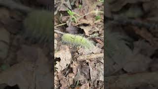 American Dagger Moth Caterpillar nature naturelovers insects wildlife [upl. by Shel369]