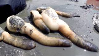 geoduck harvest [upl. by Lladnar]