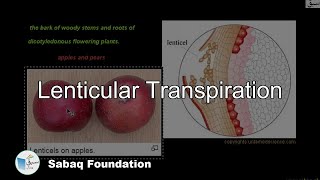 Lenticular Transpiration Biology Lecture  Sabaqpk [upl. by Eiruam]