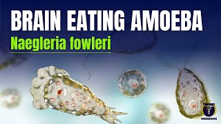 Naegleria fowleri  Brain eating amoeba  How to stay safe [upl. by Nevear]