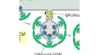 Transglutaminase in Clathrin Receptor Mediated Endocytosis Crosslinking of clathrin [upl. by Aneekat]