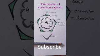 floral diagram of coriander family Apiaceae umbelliferae shortsviral [upl. by Krystin721]