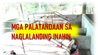 NAGLALADING INAHIN ALAMIN ANG MGA PALATANDAAN SA NAGLALANDING INAHING BABOY [upl. by Hagai]