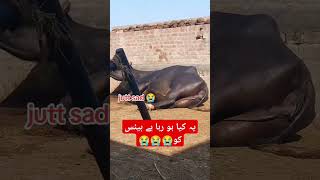 بھنس بہت بیمار ہے 😭😭😭😭 Desi jutt funny comedyvideos [upl. by Yelhsa869]