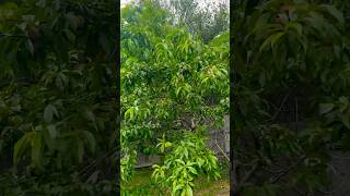 Peach Pear Plum and Fig tree nature fruittrees relaxing [upl. by Nidya]