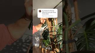 🤔Why use a Sphagnum moss pole 🤔 plantcaretips [upl. by Yttocs]