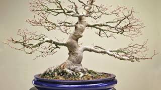 Developing Maple Bonsai trees [upl. by Corrie]