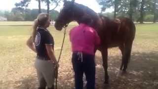 Horse Pain Relief Demonstration with Aculife Patches [upl. by Amalita]