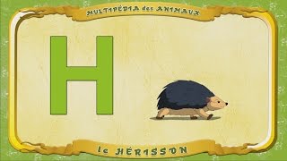 Multipédia des animaux  La lettre H  la Hérisson [upl. by Tien]