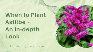 When to Plant Astilbe – An Indepth Look [upl. by Spragens]