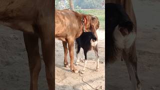 The goats are enjoying the best day of the year shorts short shorts। Cattle Farm 12oct e1 [upl. by Yennor]