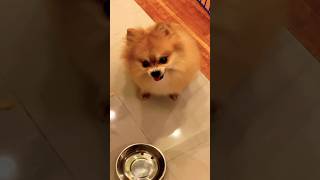 This Pomeranian Needs a Lawyer 🤣￼ [upl. by Assylla243]