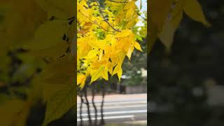 Ash tree in fall colors with a cool breeze fallcolors coolbreeze nature coloradosprings [upl. by Hackney]