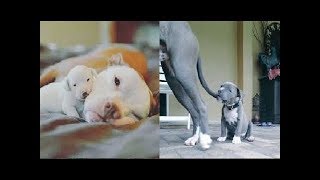 ♥Cute Cats and Dogs Doing Funny Things 2018♥  2  Funny Dog and Cat Videos [upl. by Ollopa756]