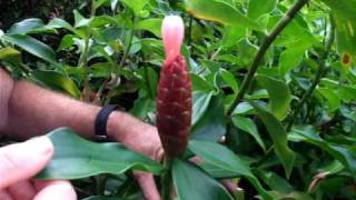 Rare Plant Care  Amazing Facts of Costus spiralis [upl. by Teraj10]