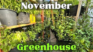 November Greenhouse Tour Seasonal Updates amp Winter Prep [upl. by Tserrof]