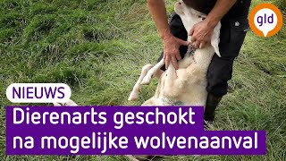 Mogelijk grootste wolvenaanval in Nederland Een groot slagveld [upl. by Ynes]