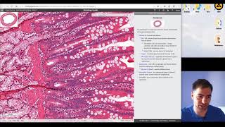 Histology of the Digestive system part 3 [upl. by Teresa]