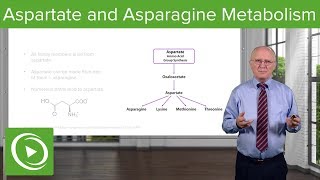 Aspartate Family and Asparagine Metabolism – Biochemistry  Lecturio [upl. by Currier674]