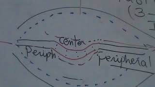 Motor Stretch reflex part 1 Dr Mohamed Fayez [upl. by Keith]