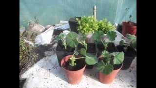 How to Propagate Geraniums from Cuttings [upl. by Shanleigh]