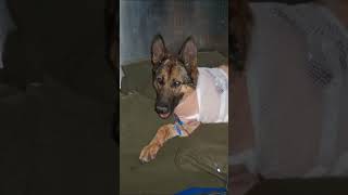 Military K9 Loses Her Leg Protecting US Soldiers  An Animal Saved My Life  AampE shorts [upl. by Meeharb]