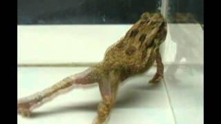 Strychine Poisoning in Toads [upl. by Aika]