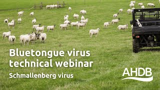 Bluetongue Virus  Schmallenberg Virus  AHDB Webinar [upl. by Einaeg295]