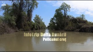 InfoTrip Delta Dunării  pelicanul creț [upl. by Mathis]