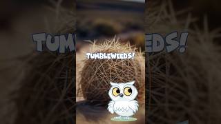 Tumbleweeds The Eurasian Invaders [upl. by Kcirde990]