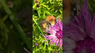 Common Carder Bee Pollinating Brown Knapweed In A Meadow insects bees nature [upl. by Assisi]