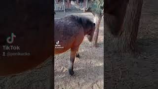 Egy szép őszi nap ☀️🐎🦄🐴🌿animals horse pony sunnyday farmhouse guesthouse farming airbnb [upl. by Acissej878]