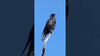 American Crow🐦Pinnacle Perch americancrow [upl. by Ot]