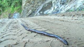 Earthworm following tyre track [upl. by Nevsa]