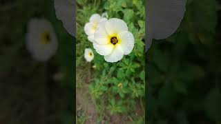 Turnera subulata is a flowering subshrub in the passion flower family Passifloraceae [upl. by Anestassia]