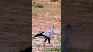 Its posture is aloof as if it’s walking down a runwaySecretarybird Sagittarius serpentarius [upl. by Naitirb]