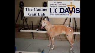 UCDavis canine gait lab 2012mp4 [upl. by Eceinahs]