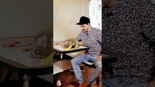 This Frog Big Celebrity reptiles pets shorts shortsfeed [upl. by Deering573]