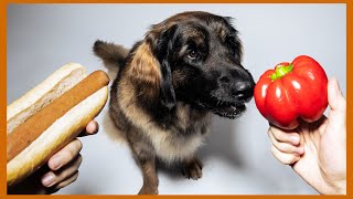 Vegane Ernährung für Hunde das sagt die Wissenschaft [upl. by Arlina]