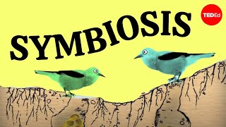 Symbiosis A surprising tale of species cooperation  David Gonzales [upl. by Fisch]