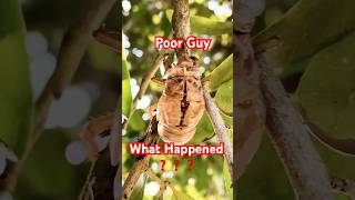 WONDERS OF NATURE  shorts pianomusic insects nature shortvideo viralvideo [upl. by Edasalof]