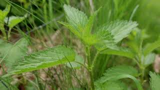 Nettle Plant Identification – Herbal Walk Series [upl. by Konopka339]