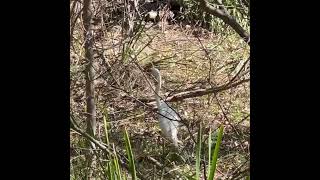 Stalking a greyfaced egret birds birdlife birdlifeaustralia egret heron [upl. by Agni]