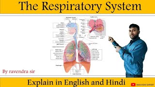 respiratory system anatomy amp physiology in HindiOrgan structure functions disorder of respiration [upl. by Alexina]